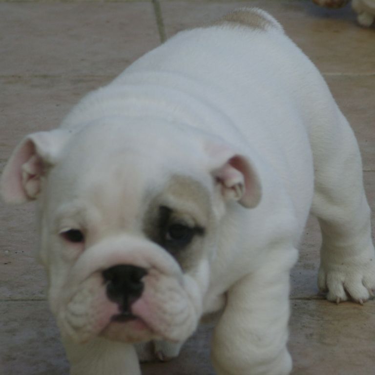 chiots bulldog anglais